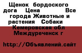 Щенок  бордоского  дога. › Цена ­ 60 000 - Все города Животные и растения » Собаки   . Кемеровская обл.,Междуреченск г.